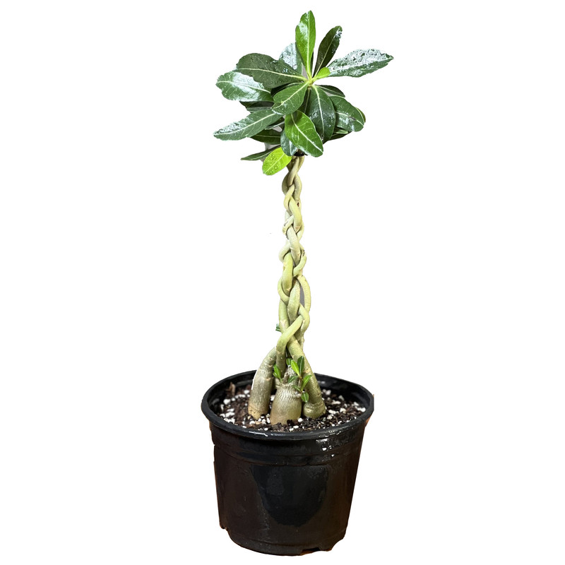 picture گیاه طبیعی آدنیوم مدل بافتدار 4 شاخه کد 33
