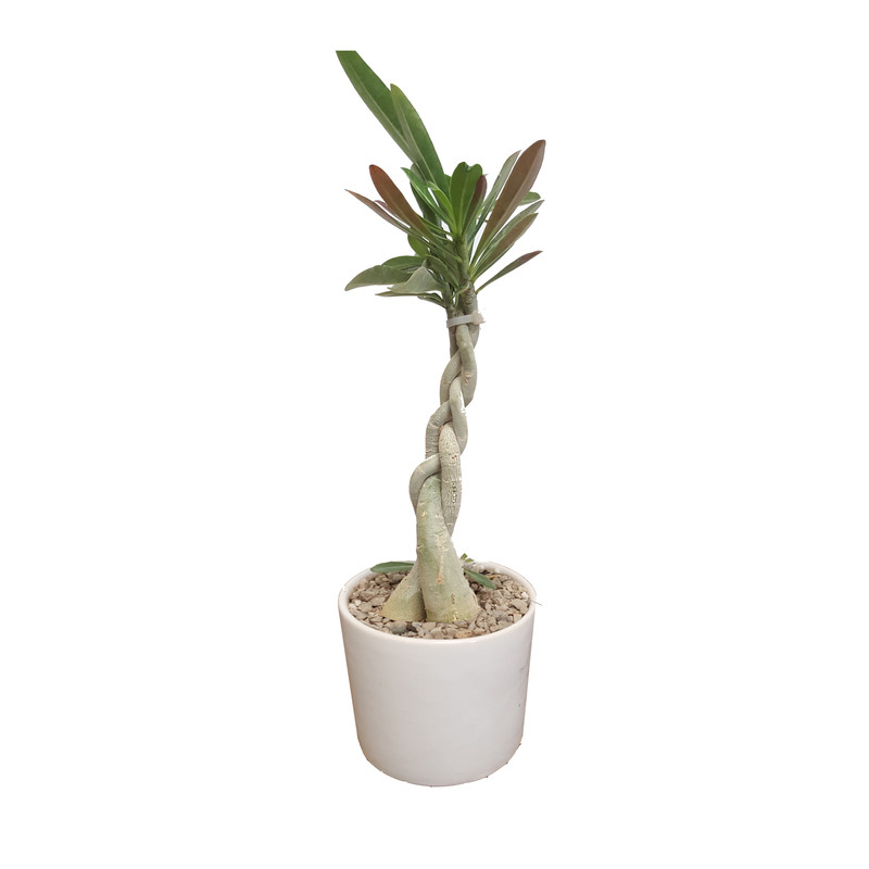 picture گیاه طبیعی آدونیوم مدل صحرایی کد 30