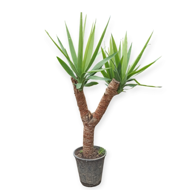 picture گیاه طبیعی گیاه یوکا مدل دو شاخه