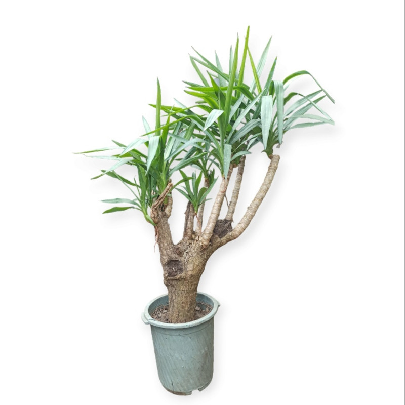 picture گیاه طبیعی یوکا مدل چند شاخه کد A66