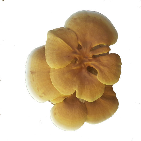 picture پودر قارچ گانودرما - 100 گرم