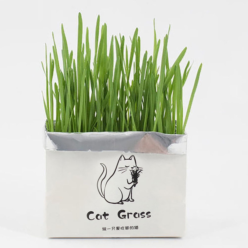 picture علف گربه مدل Catgrass