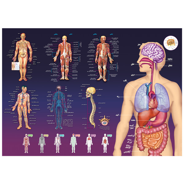 پوستر آموزشی اندیشه کهن مدل آناتومی بدن انسان کد 301  107130