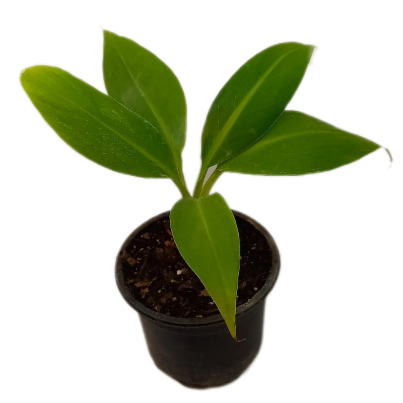 picture گیاه طبیعی نهال موز مدل پاکوتاه