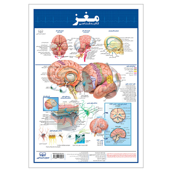پوستر آموزشی انتشارات اندیشه کهن مدل کالبدشناسی مغز کد 35-50-2 2841618