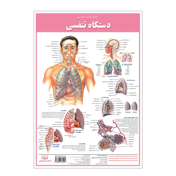 پوستر آموزشی انتشارات اندیشه کهن مدل کالبدشناسی دستگاه تنفسی کد 35-50 2958255