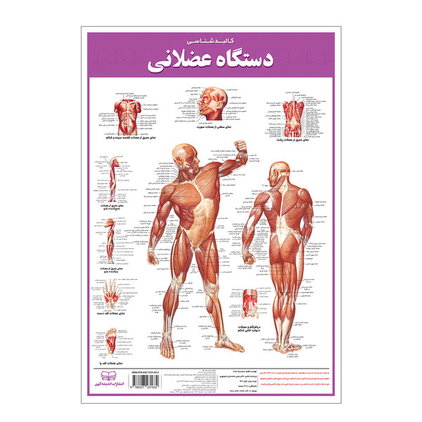 پوستر آموزشی انتشارات اندیشه کهن مدل کالبدشناسی دستگاه عضلانی کد 35-50-5 2958497