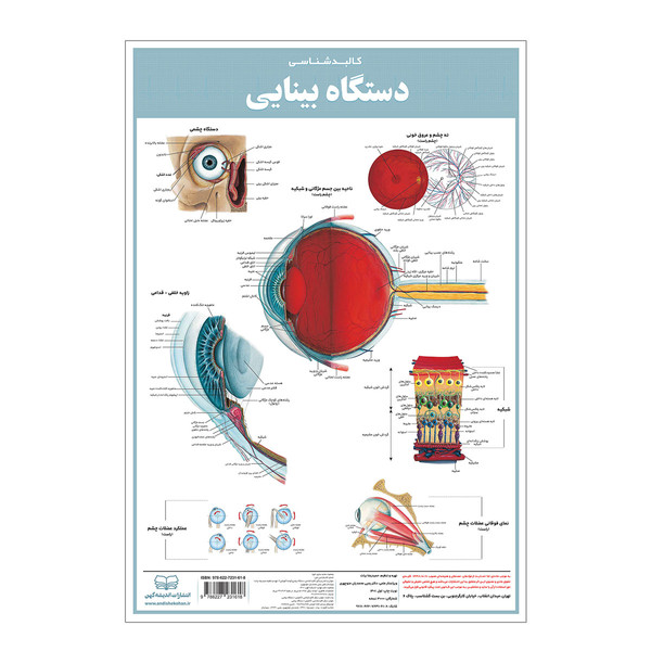 پوستر آموزشی انتشارات اندیشه کهن مدل کالبدشناسی دستگاه بینایی کد 35-50 2958769