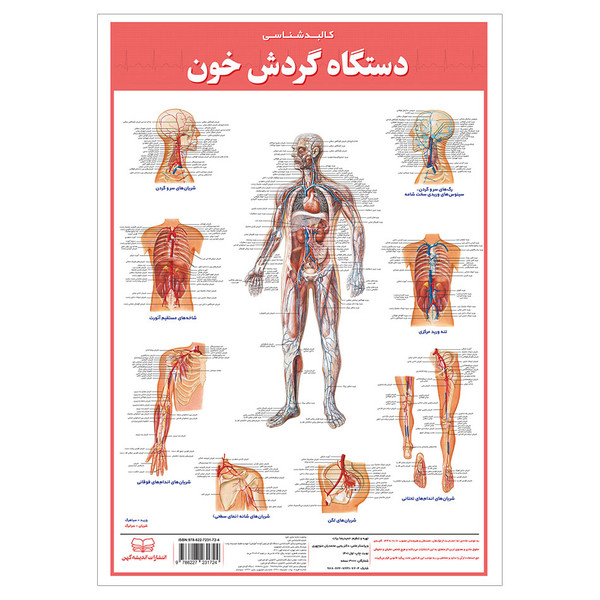 پوستر آموزش انتشارات اندیشه کهن مدل آناتومی کالبدشناسی دستگاه گردش خون 3715285