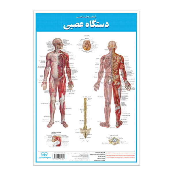 پوستر آموزشی انتشارات اندیشه کهن مدل کالبدشناسی دستگاه عصبی کد 35-50 3715939