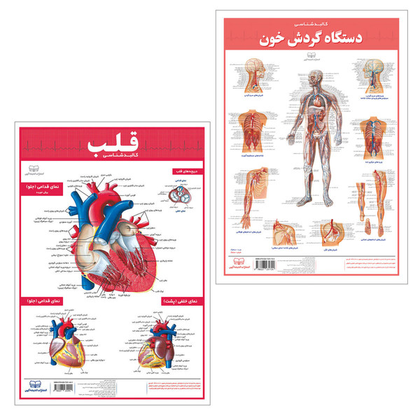 picture پوستر آموزشی انتشارات اندیشه کهن مدل کالبدشناسی قلب و گردش خون مجموعه 2 عددی
