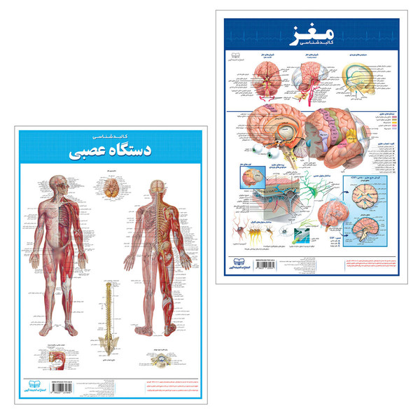 picture پوستر آموزشی انتشارات اندیشه کهن مدل کالبدشناسی مغز و دستگاه عصبی مجموعه 2 عددی