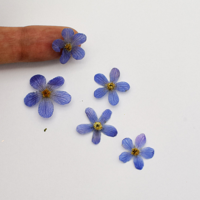picture گل خشک مدل شکوفه پنج پر کد BL بسته 5 عددی