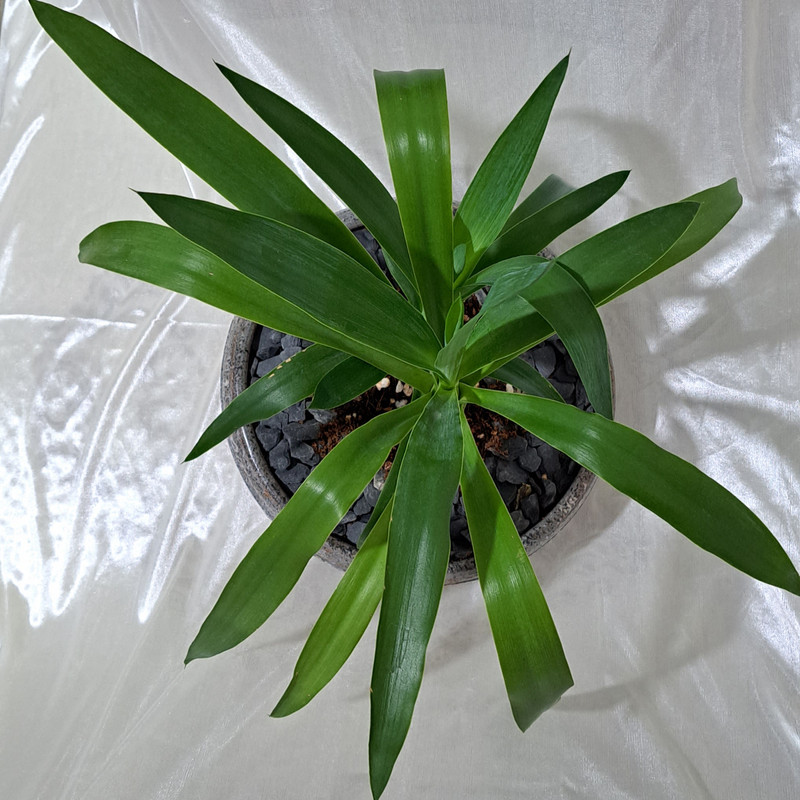 picture گیاه طبیعی بونسای یوکا مدل 402