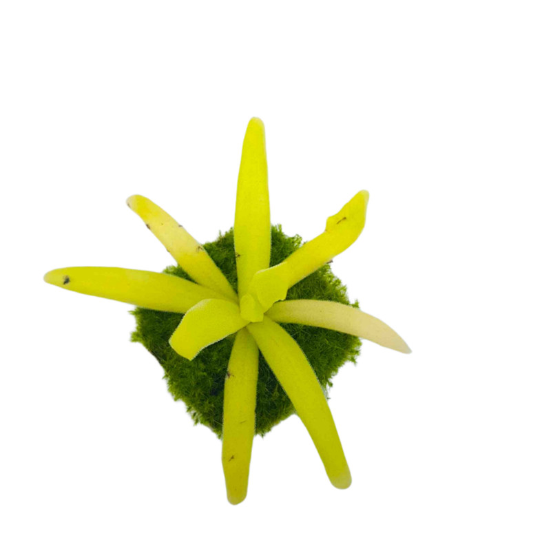 picture گیاه طبیعی پینگویکولا مدل افرودیت حشره خوار کد 02
