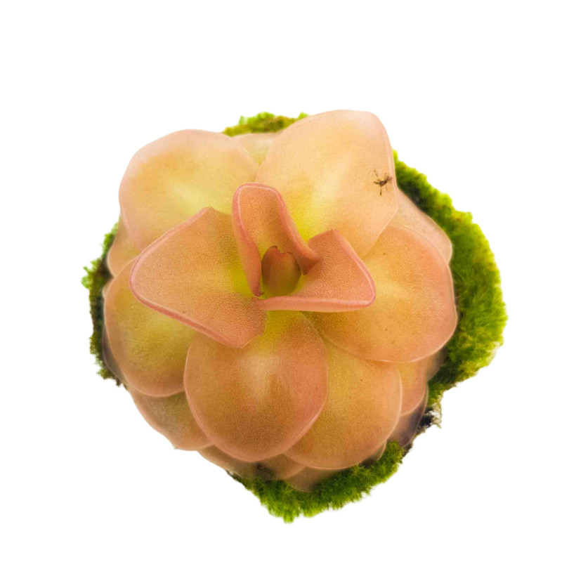 picture گیاه طبیعی پینگویکولا حشره خوار مدل موراننسیس