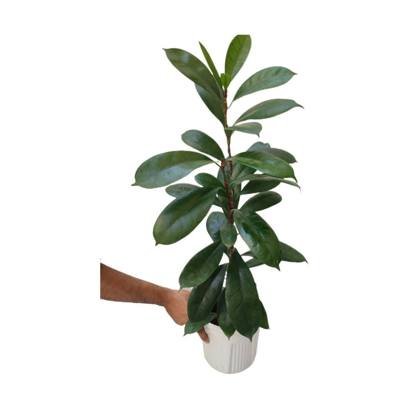 picture گیاه طبیعی فیکوس پولا مدل 014