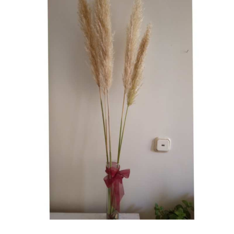 picture دکوری مدل گل خشک پامپاس بسته 6 عددی