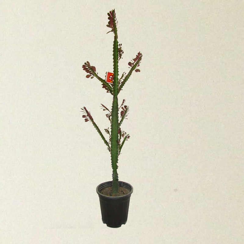 picture گیاه طبیعی افوربیا تریگونای مدل مادری کد 0130