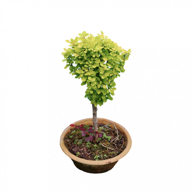 picture گیاه طبیعی بونسای زرشک مدل 005_fp
