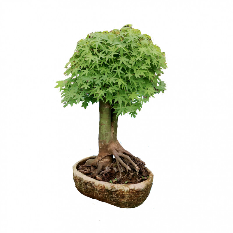 picture گیاه طبیعی بونسای افرا  مدل 006fp